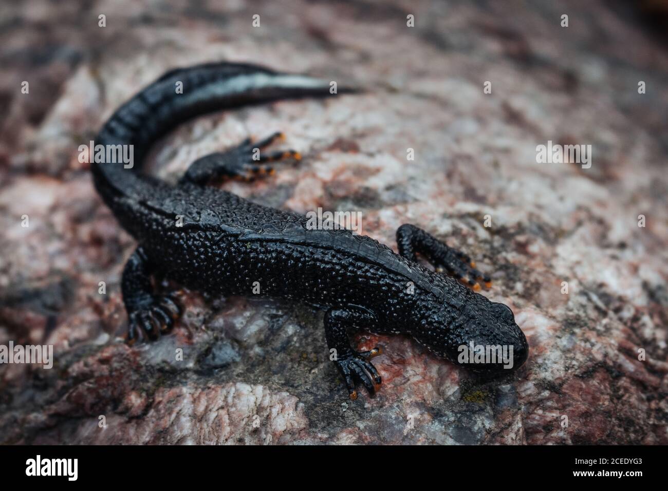Schwarzer Molch sitzt auf einem rosa Stein. Frühling. Selektiver Fokus. Stockfoto