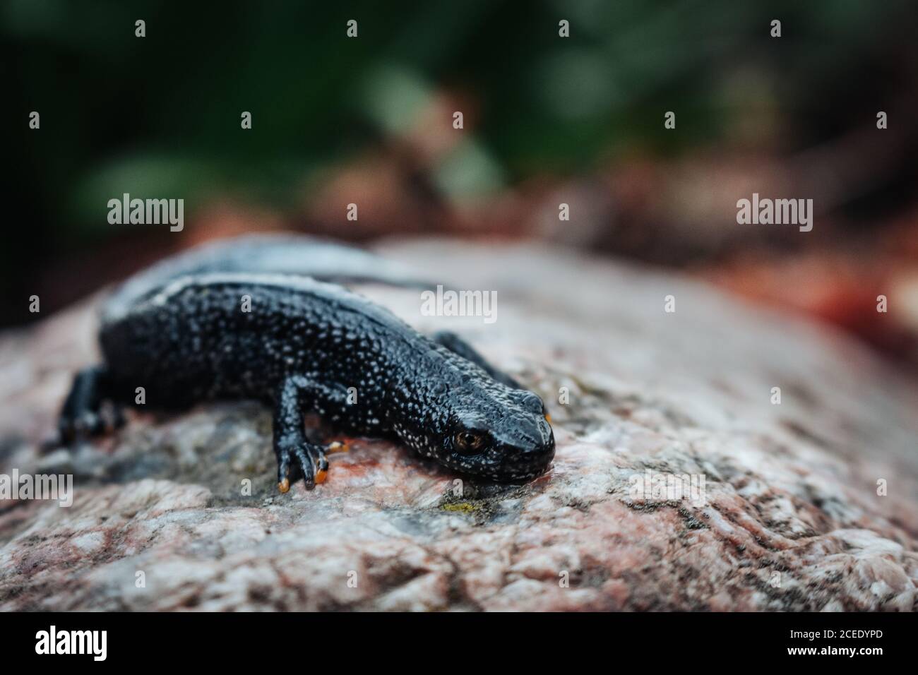 Schwarzer Molch sitzt auf einem rosa Stein. Frühling. Selektiver Fokus. Stockfoto