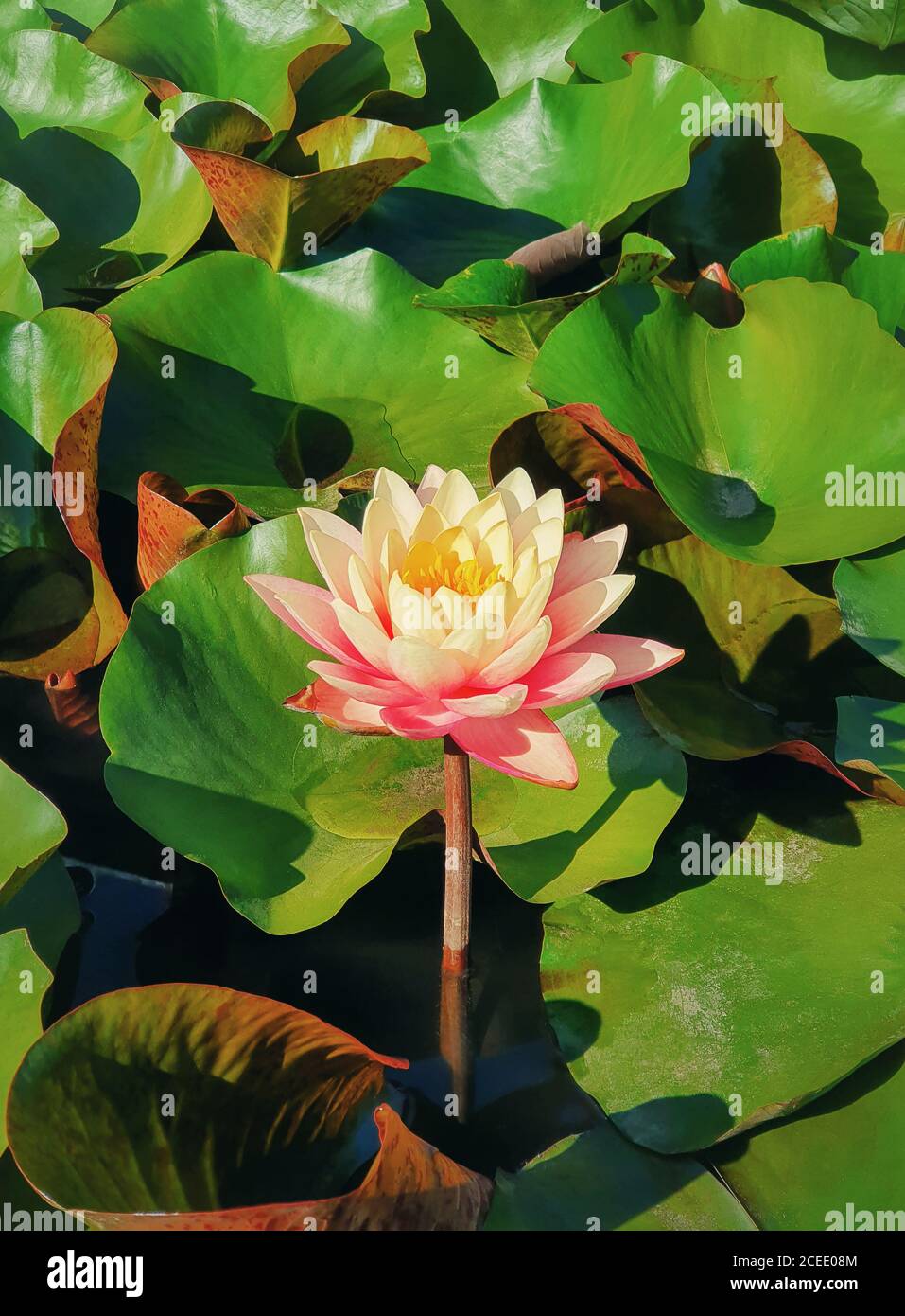 Nahaufnahme der blühenden korallenrosa Farbe Wasserlilie auf dem Teich. Natürlicher Hintergrund mit blühenden Lotusblumen auf der Seenoberfläche, umgeben von großen g Stockfoto