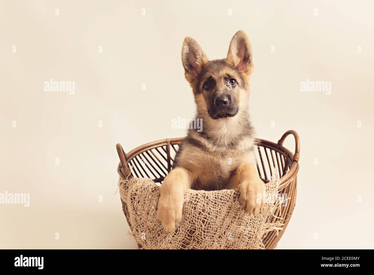 Niedlichen Welpen von erstaunlichen Hund sitzt im Korb auf Sahne Hintergrund Stockfoto