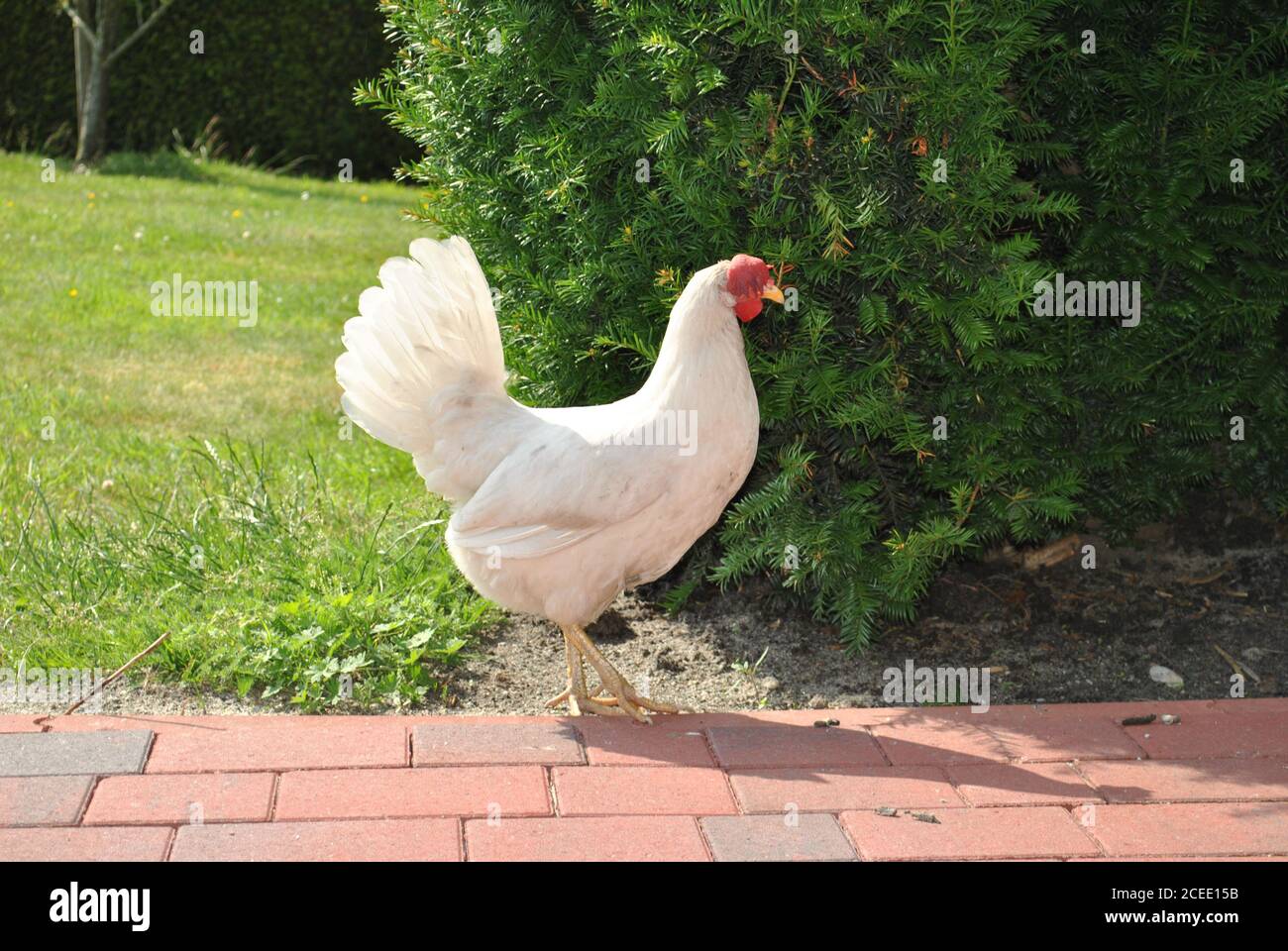 Weißes Huhn, das auf einer Straße steht Stockfoto