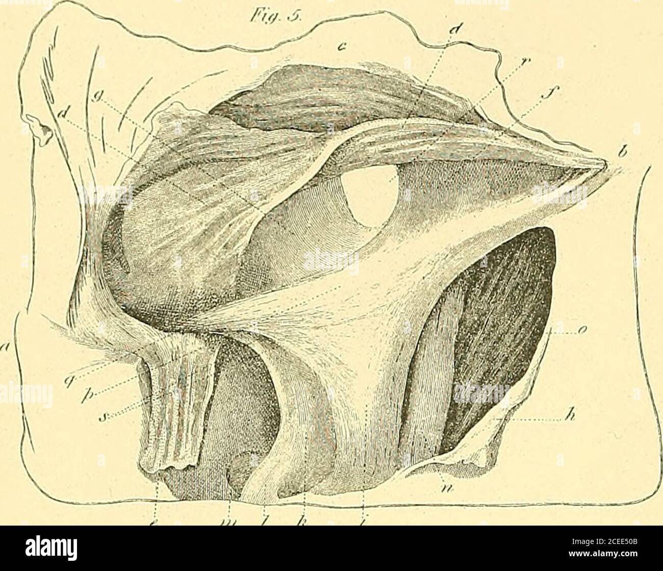 . Die Anatomie und chirurgische Behandlung von Hernie. E turneddown. f, e. Fascia transversalis an seinem inneren Teil; theepigastric Arterie und Vene sind zu sehen. /,/. Mantel offen geschnitten. g. Arteria femoralis.h. Vena femoralis. /. Saphena major. k. Arteria epigastric und Vene. /. Circumflexa ilii. m. Innere Bauchöffnung für die sper-matic Schnur. n. Raum zwischen der Kruralscheide und der Fem-Oral-Vene, der den Teil zeigt, an dem die Kruralhernie absteigt. Abbildung 7. Arterie und Vene aus der Scheide entfernt. a. Pubes. b. Ilium. c. Fascia transversalis. d. Öffnung in ihm. e. Fascia transversalis. /. Anteriorer Teil des Stockfoto