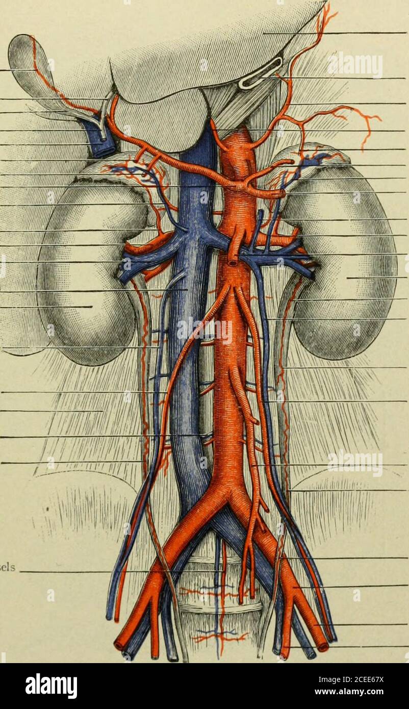 Diagramm der Leberarterie
