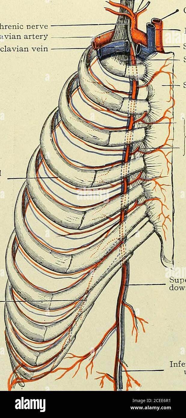 Linke innere brustarterie Fotos und Bildmaterial in hoher Auflösung Alamy