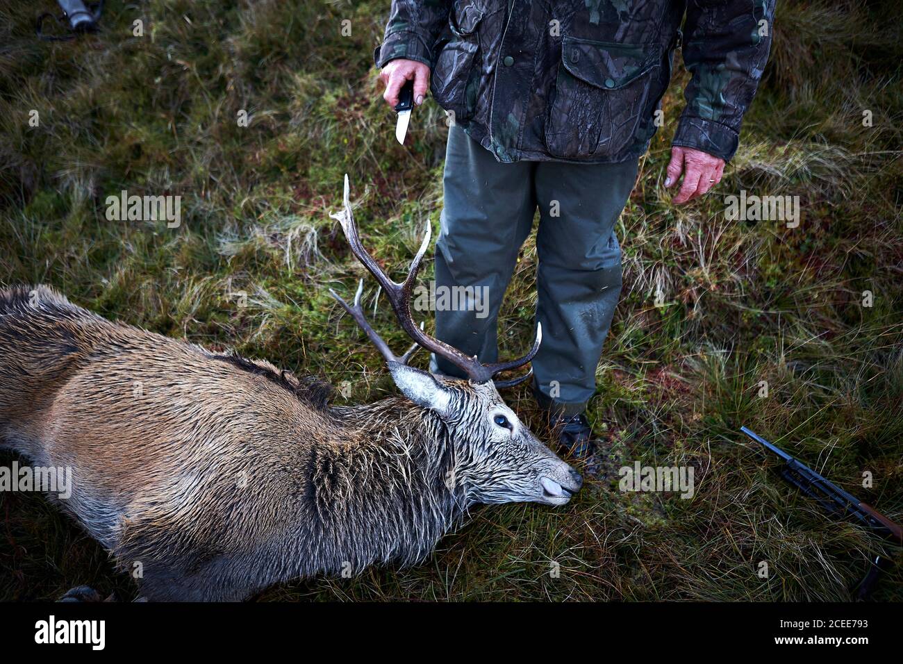 Ein Jäger mit einem Messer, der sich bereit machte, einem Hirsch den Kopf abzuschneiden, nachdem er es auf einer Jagd in Schottland getötet hatte. Stockfoto