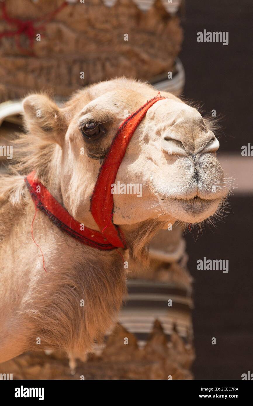 Wadi Rum Jordanien Naher Osten einer buckligen Dromedar (Camelus Dromedarius) Stockfoto