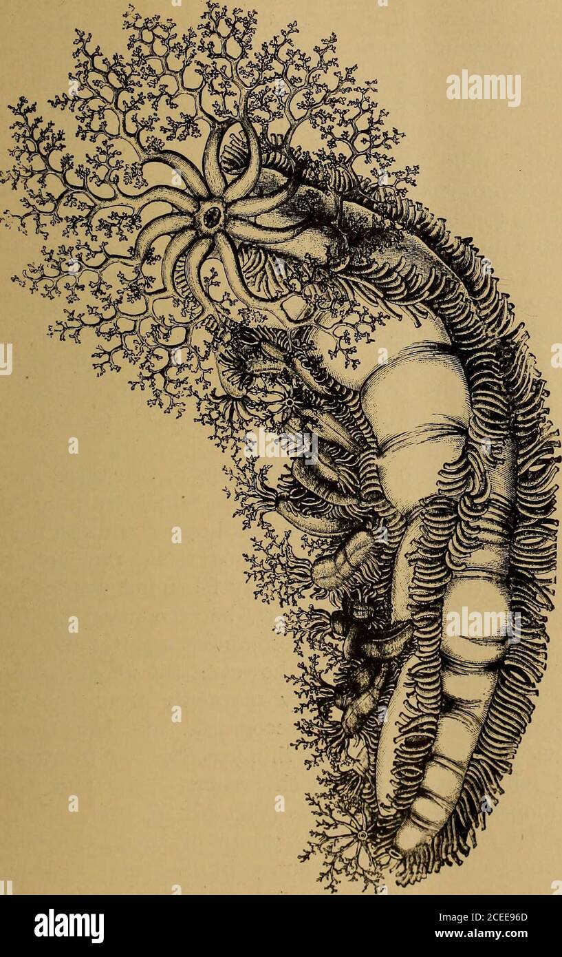 . Wissenschaft vom Meer. Ein elementares Handbuch der praktischen Ozeanographie für Reisende, Segler und Segler. Abb. 171. – Salenia, ein Seeigel (Herausforderer). EINE SEEGURKE 243. Abb. 172. – EINE Seeschnepfe oder Trepang (Herausforderer). 244 TIERE DES MEERESBODENS (ENTOMOSTRACA). Es ist vielleicht nicht unangebracht, hier vorzuschlagen, daß, um diese kleineren Formen zu erfassen, das Wasser, in dem das ausgebaggerte Material steht, durch ein Stück feiner Seide abgespannt werden sollte. Von diesen Entomostraca, aber sehr unsympathiender Rest im Aussehen, sind die Cirripedes, einschließlich die gepochten Seepocken und die Stockfoto