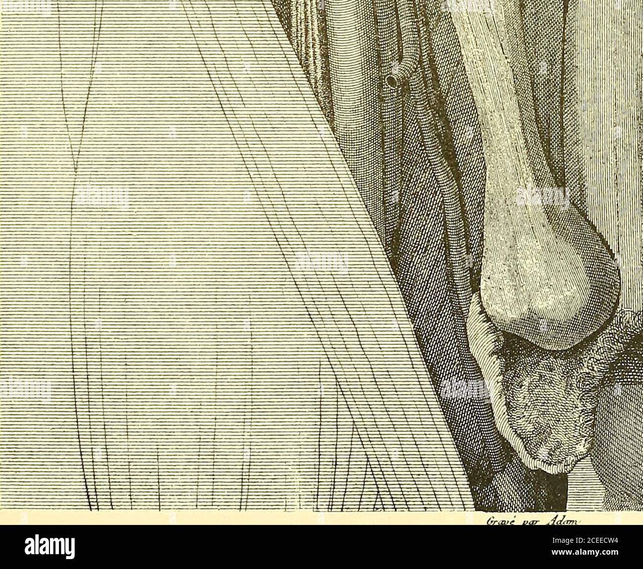 . Die Anatomie und chirurgische Behandlung von Hernie. S=^!%^^^^^^ist