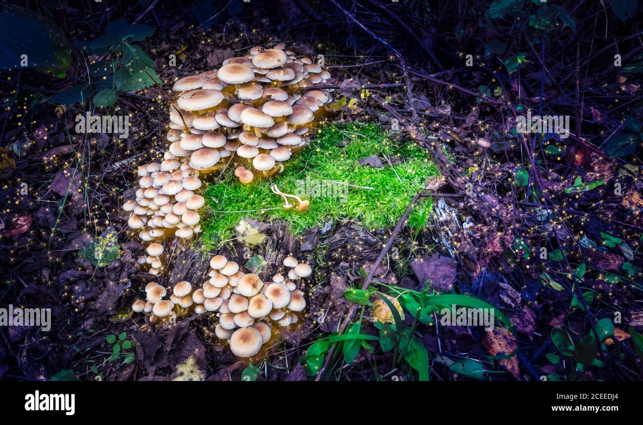 Zauberhafte und magische Pilze im dunklen Wald. Stockfoto