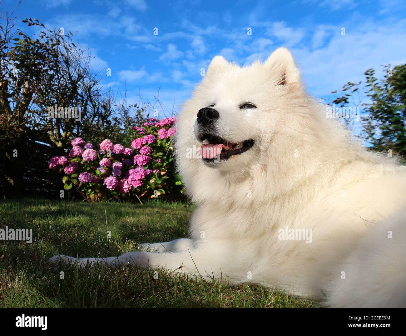samoyed Hund liegt auf dem Gras Stockfoto