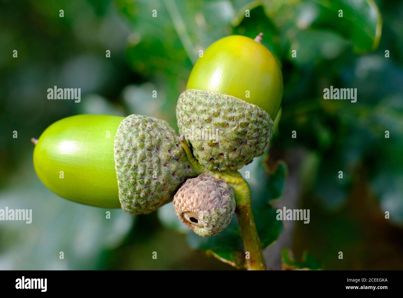 Nahaufnahme von grünen Eicheln auf Eiche im Wald, norfolk, england Stockfoto