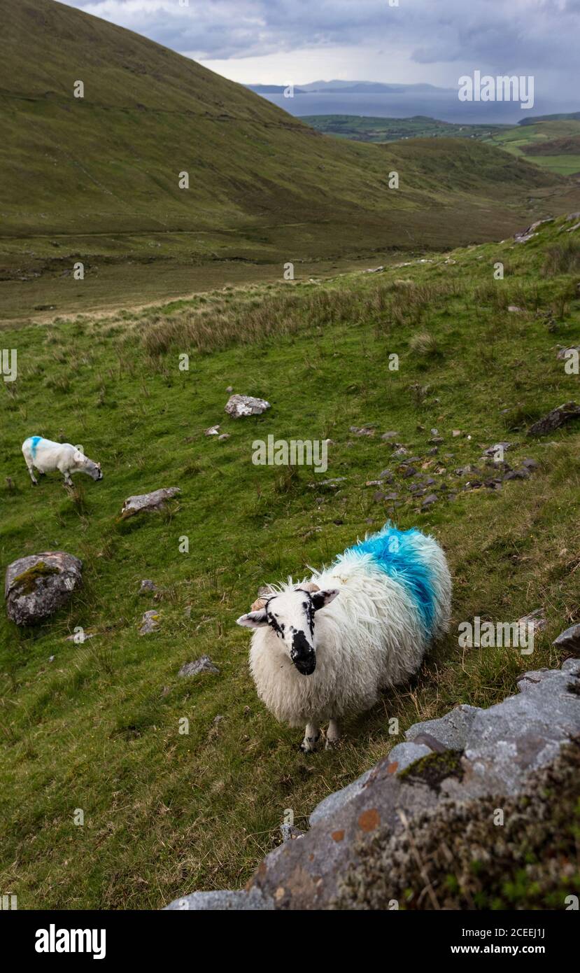 Flauschige Schafe weiden auf hügeligen Wiesen der Halbinsel Dingle in der Grafschaft Kerry, Irland Stockfoto