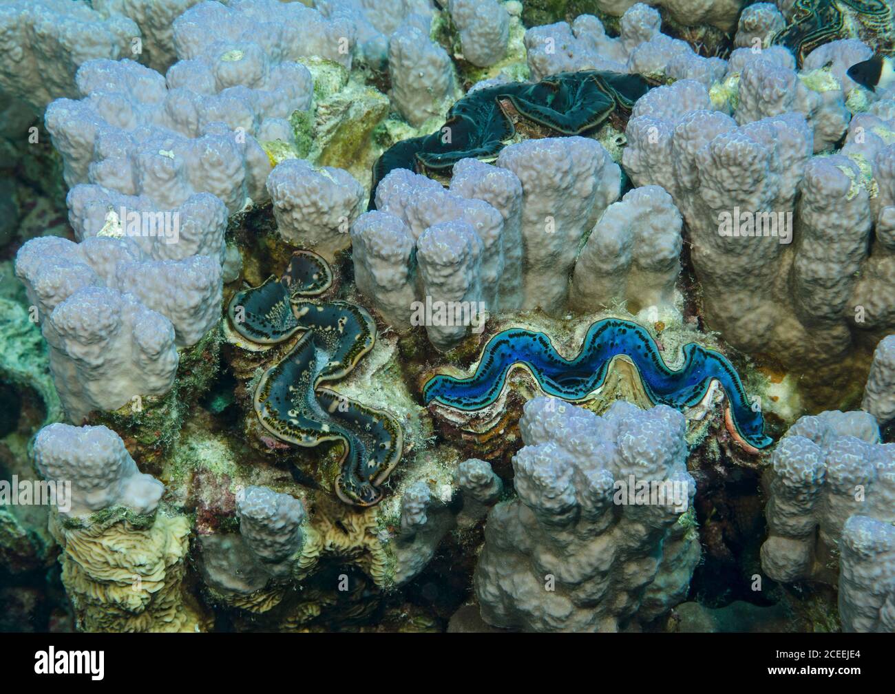 Kleine Riesenmuschel, Tridacna maxima, eingebettet in ein Korallenbett. Ägypten, Rotes Meer Stockfoto