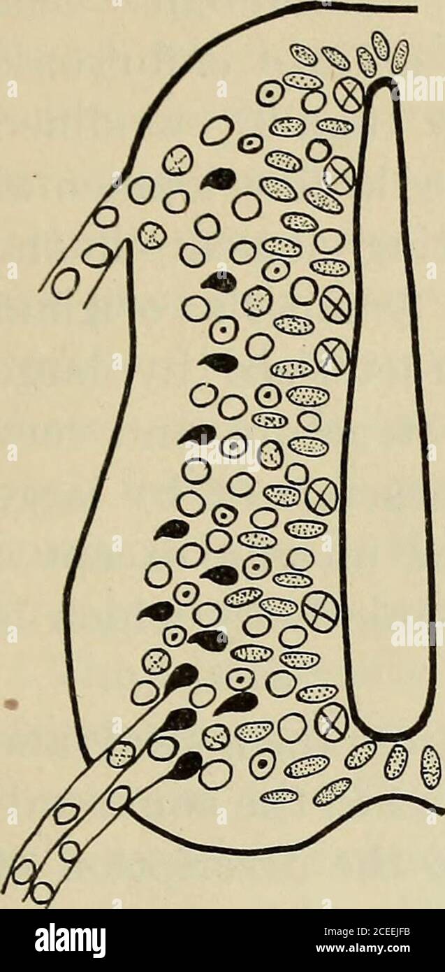 . Die Entwicklung des sympathischen Nervensystems bei Säugetieren. Er kommuniziert rami, aber sie sind deutlich weniger als in den vorangegangenen Stadien. Zellen können immer noch beobachtet werden, die aus dem Neuralrohr und den Spinalganglien wandern, aber eine solche Migration geht wahrscheinlich nicht weit über dieses Stadium hinaus. In Embryonen über 12 mm. In der Länge sind die motorischen Niduli stark begrenzt, und medulläre Zellen sind selten entlang der Fasern der ventralen Nervenwurzeln zu sehen, wie sie den marginalen Schleier durchqueren. Die Wirbelsäulengangliaare werden auch stärker distal begrenzt, und Zellen nolonger werden von ihnen getrennt. Die lat Stockfoto