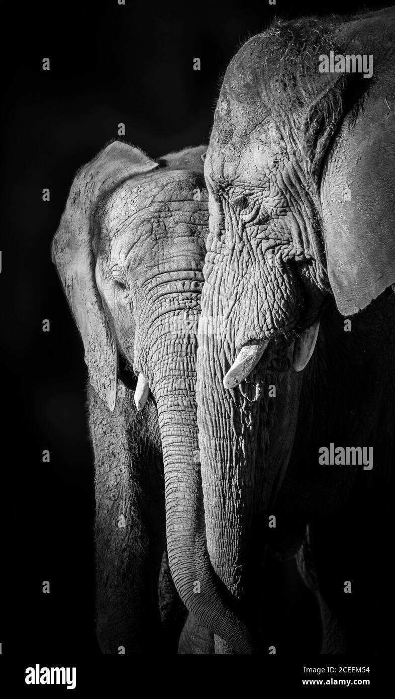 Monochrome Nahaufnahme afrikanischer Elefanten (Loxodonta africana). Mutter und Kalb verbinden sich miteinander, zeigen Zuneigung, berühren Stämme. Schwarzweiß-Tierfotografie. Stockfoto