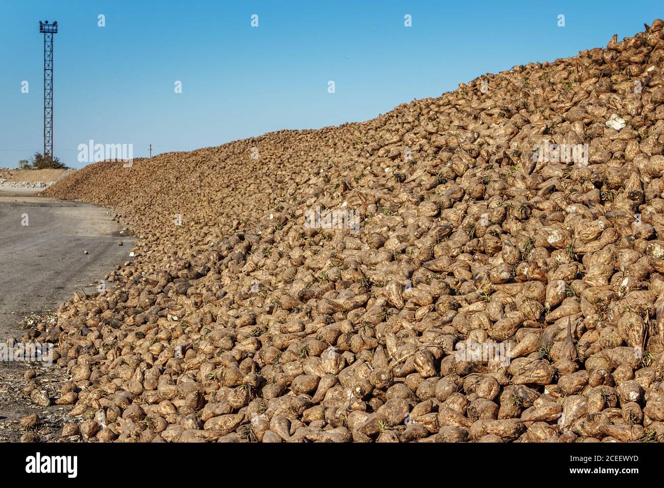 Zuckerrüben Haufen des Feldes nach der Ernte vor Verarbeitung in der Anlage zur Herstellung von Zucker Stockfoto