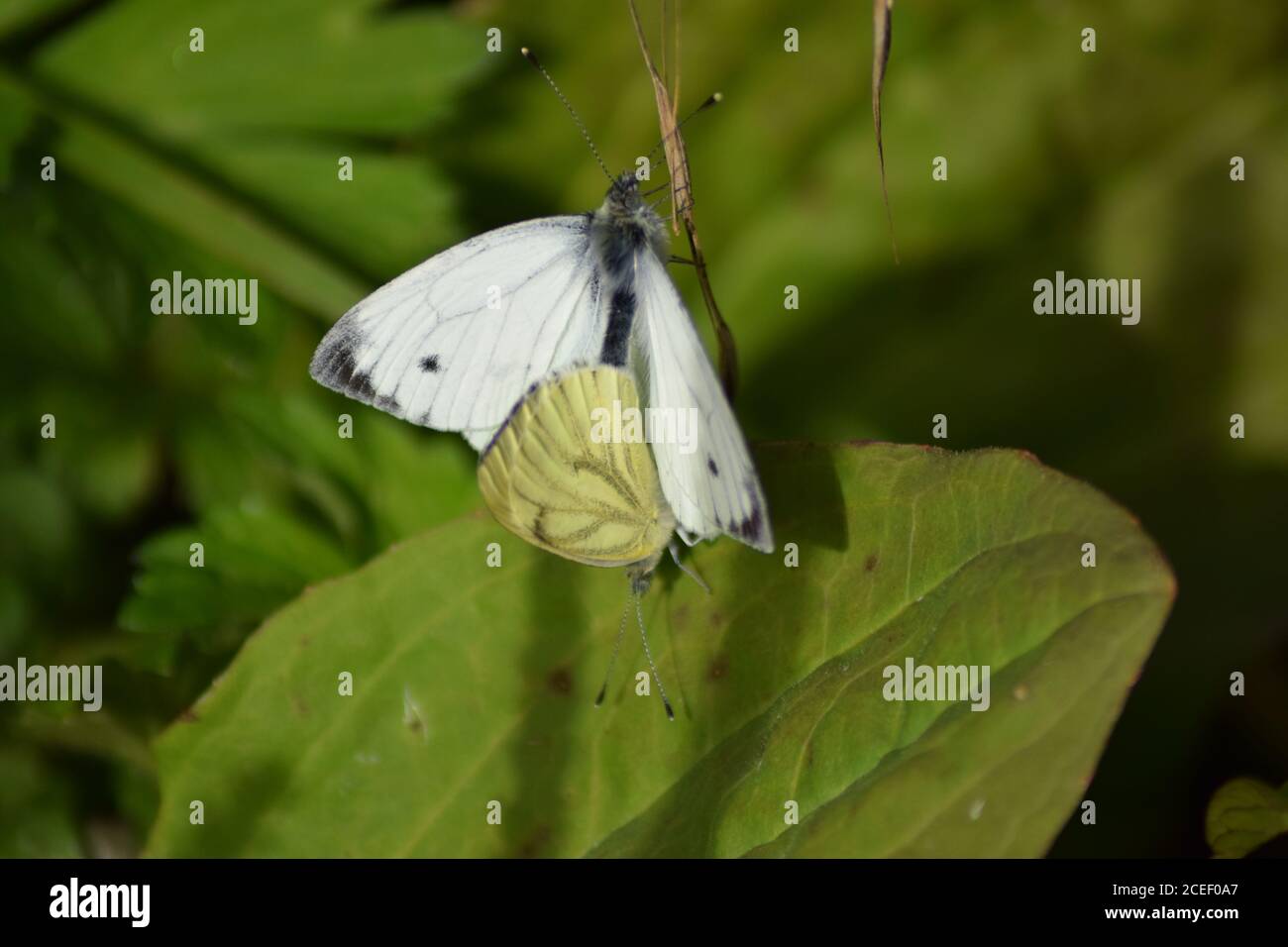 Paarung kleine weiße Schmetterlinge Stockfoto