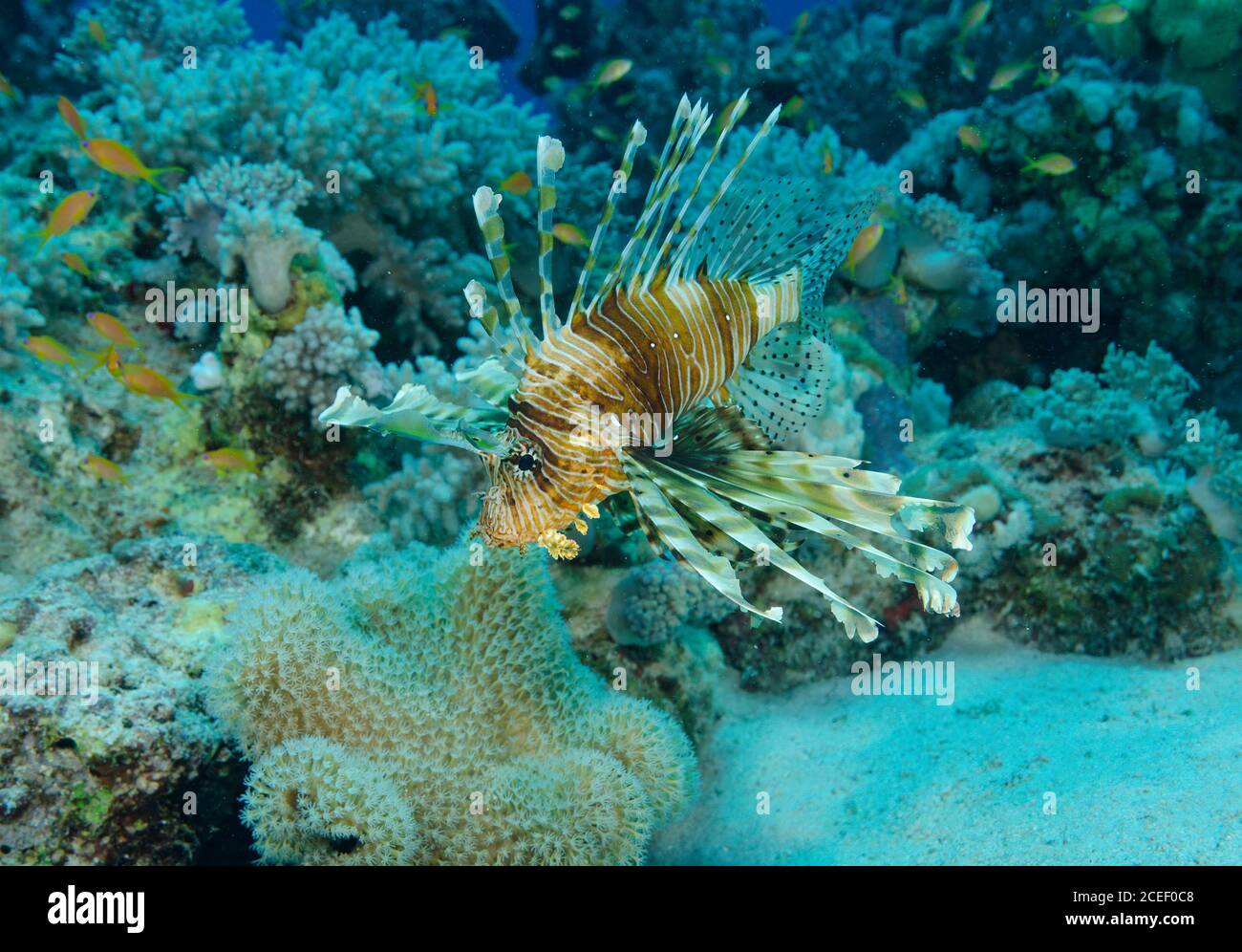 Gemeiner Löwenfisch, Pterois volitans, schwimmend über sandigen Meeresboden am Korallenriff, in den tropischen Gewässern des Roten Meeres Stockfoto