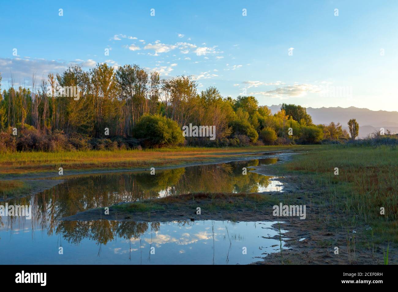 Überwucherte Wasser im Sumpf. Sumpf im Wald Stockfoto