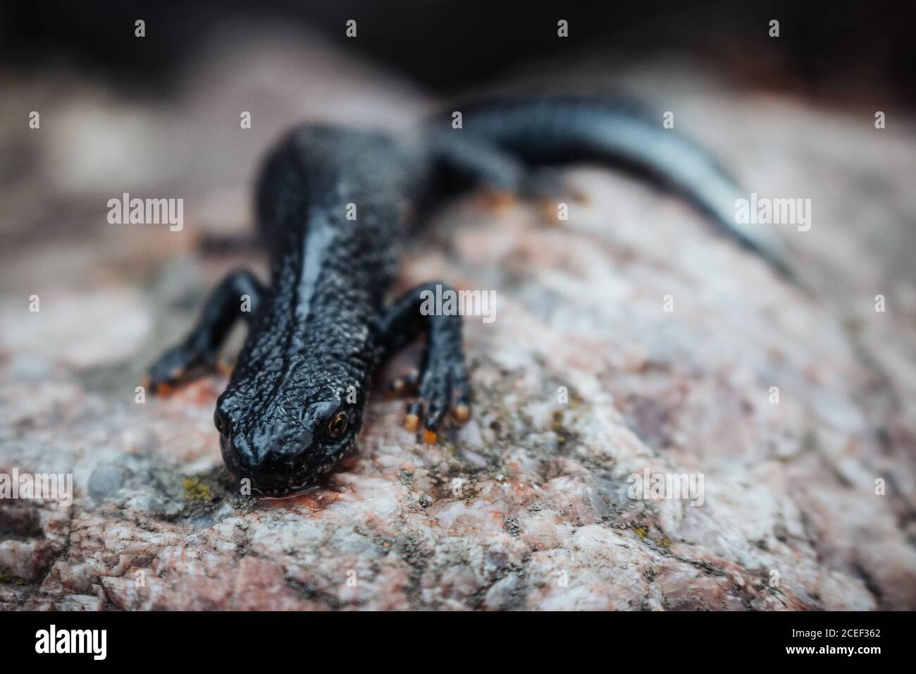 Schwarzer Molch sitzt auf einem rosa Stein. Frühling. Selektiver Fokus. Stockfoto
