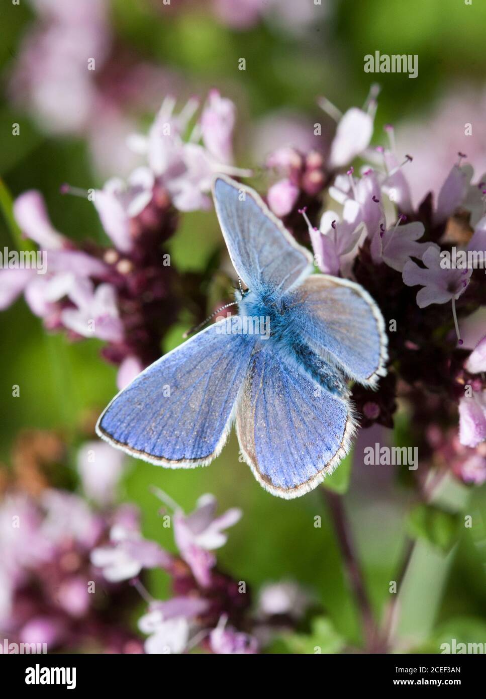 BLAUER Schmetterling Polyommatus Icarus Stockfoto
