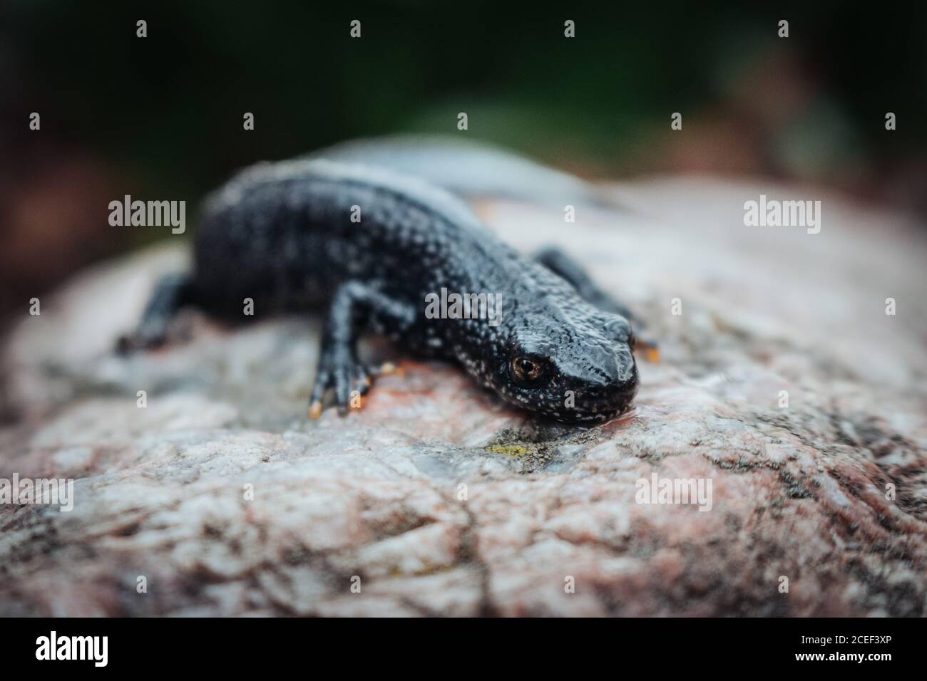 Schwarzer Molch sitzt auf einem rosa Stein. Frühling. Selektiver Fokus. Stockfoto