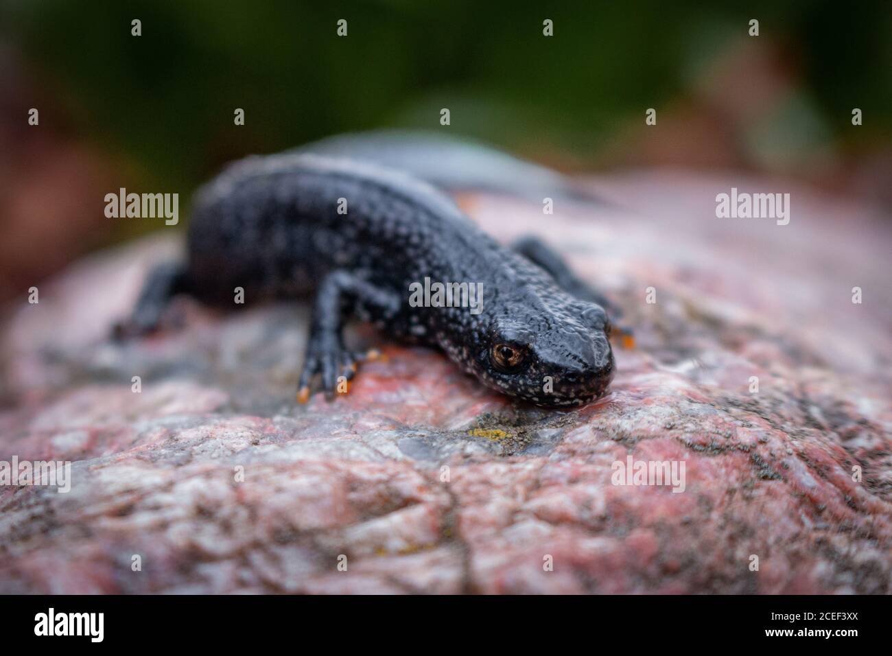 Schwarzer Molch sitzt auf einem rosa Stein. Frühling. Selektiver Fokus. Stockfoto