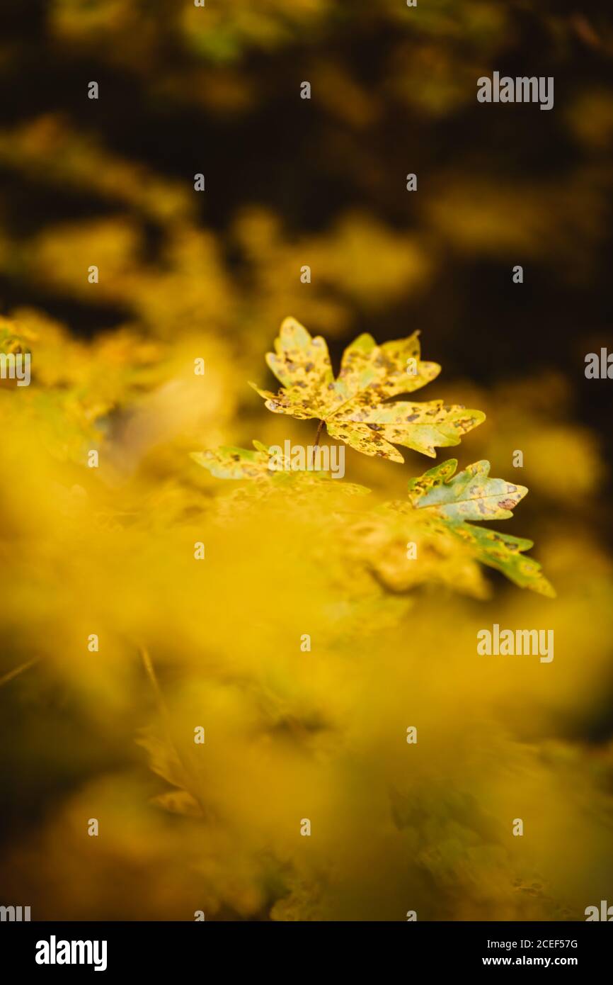 Hintergrund der herbstlichen Blätter Stockfoto