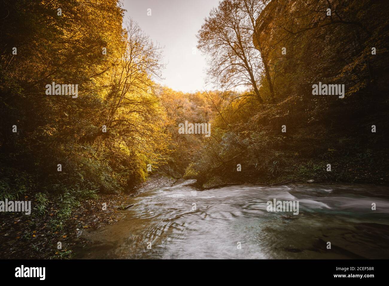 Fluss in der Mitte des Waldes Stockfoto