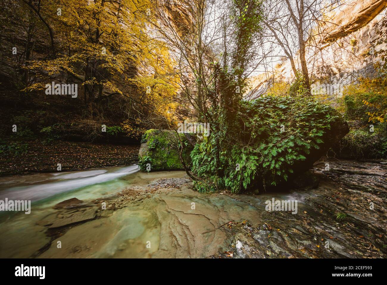 Fluss in der Mitte des Waldes Stockfoto