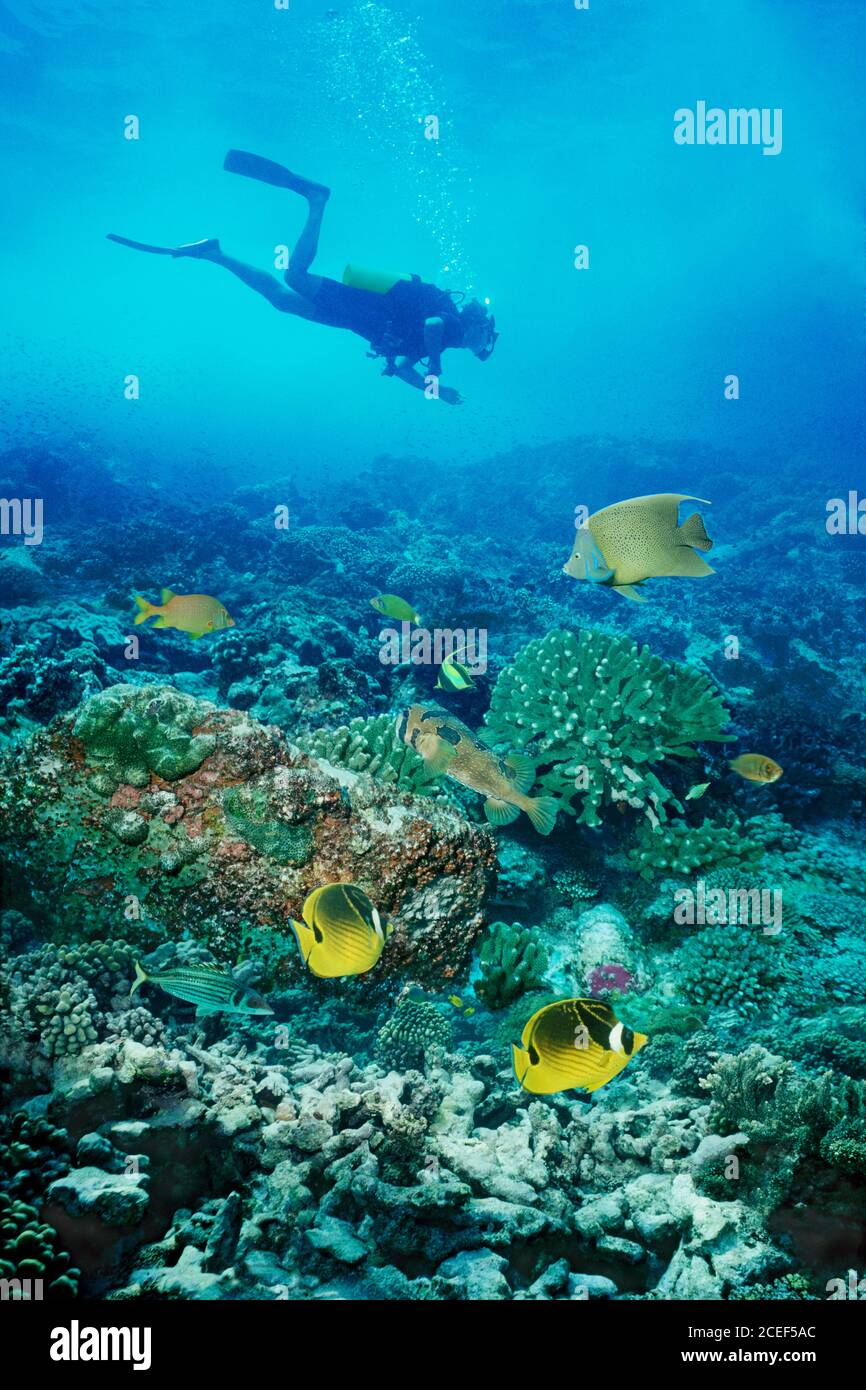 Taucher über dem Korallenriff Stockfoto