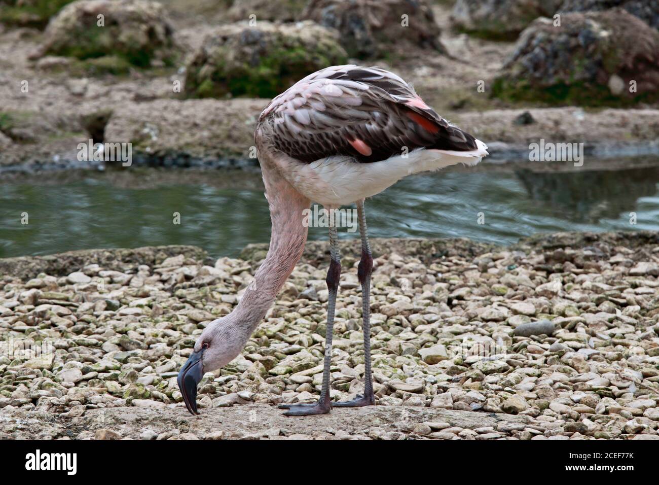 Jugendlicher chilenischer Flamingo (phoenicopterus chilensis) Stockfoto