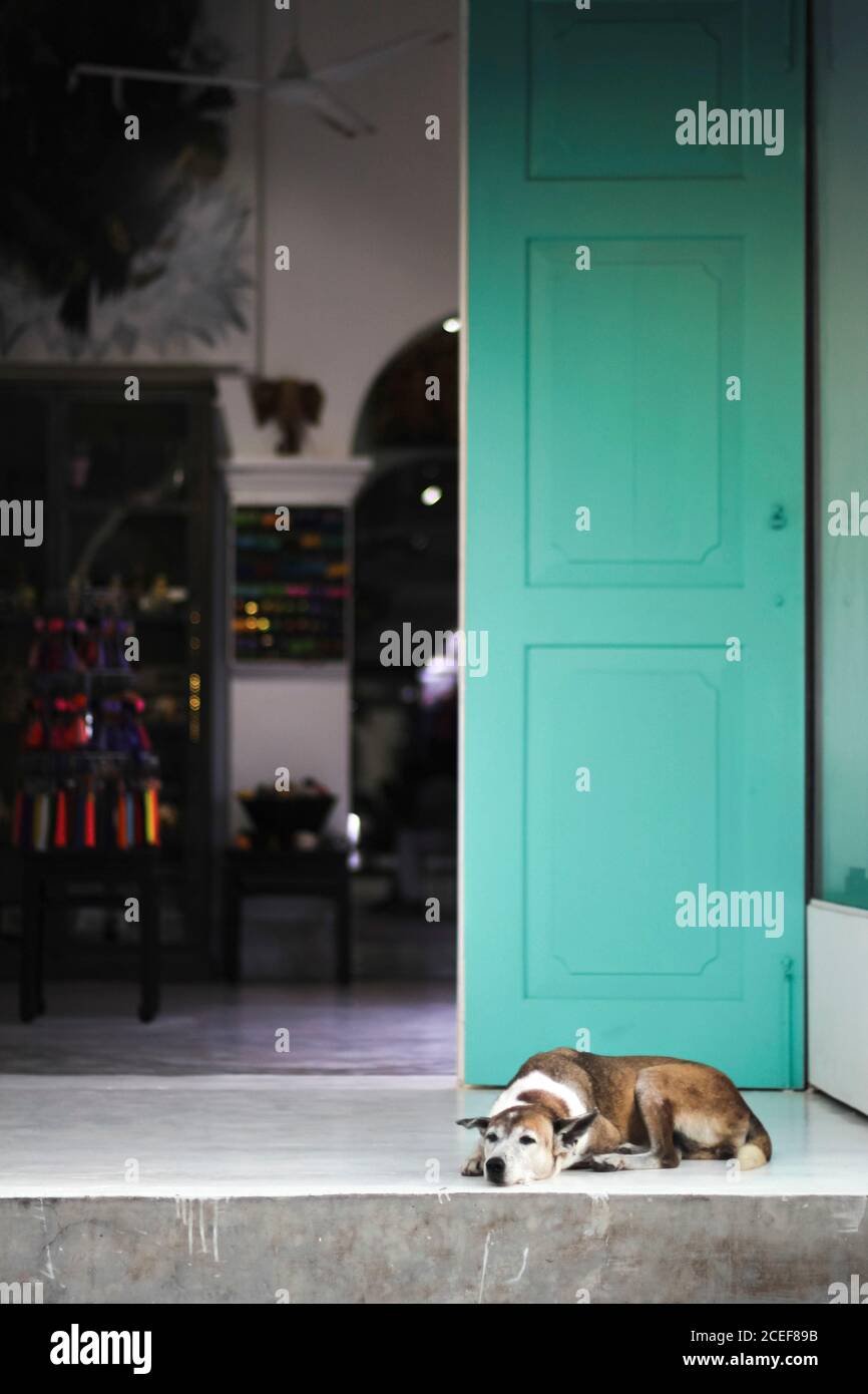 Süßer Hund liegt vor der Haustür in der Nähe von offenen Tür und entspannend Stockfoto