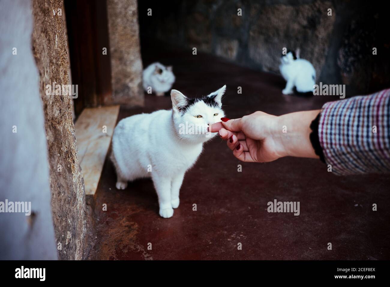 Niedliche streunende Katze riechende Hand von anonymen Frau auf der Straße von Porto, Portugal Stockfoto