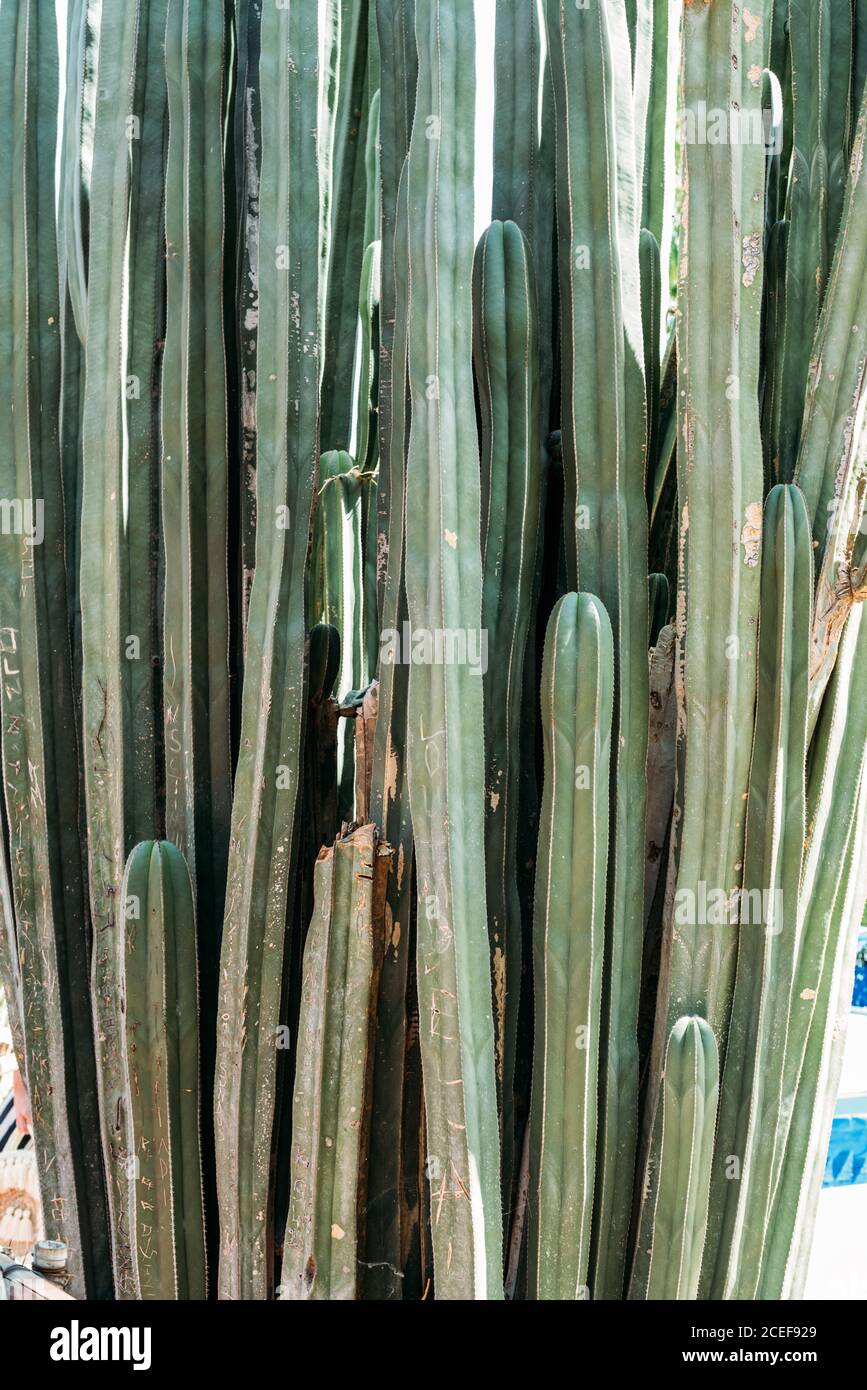 Große Kaktuspflanze Stockfoto