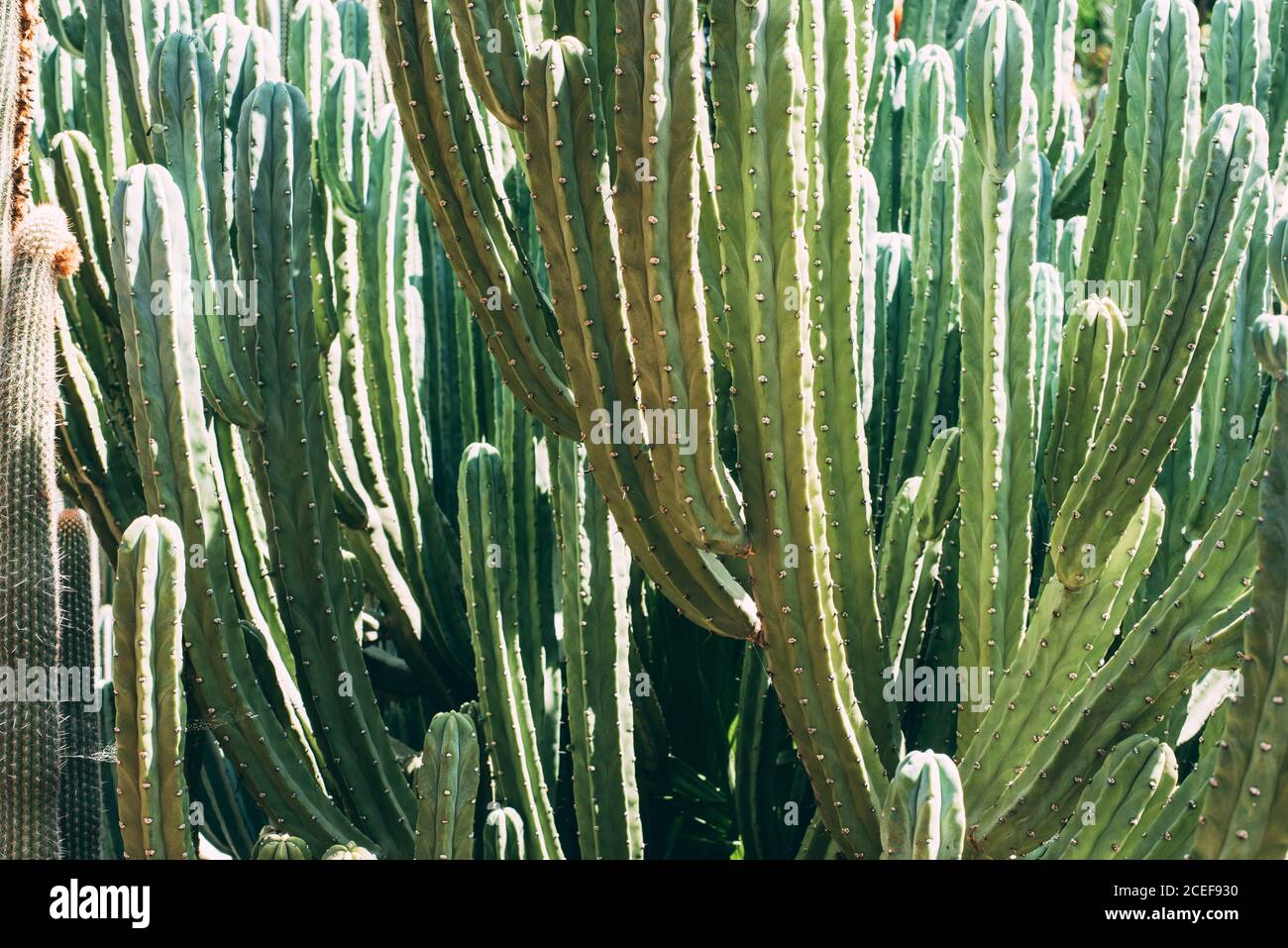 Große Kaktuspflanze Stockfoto
