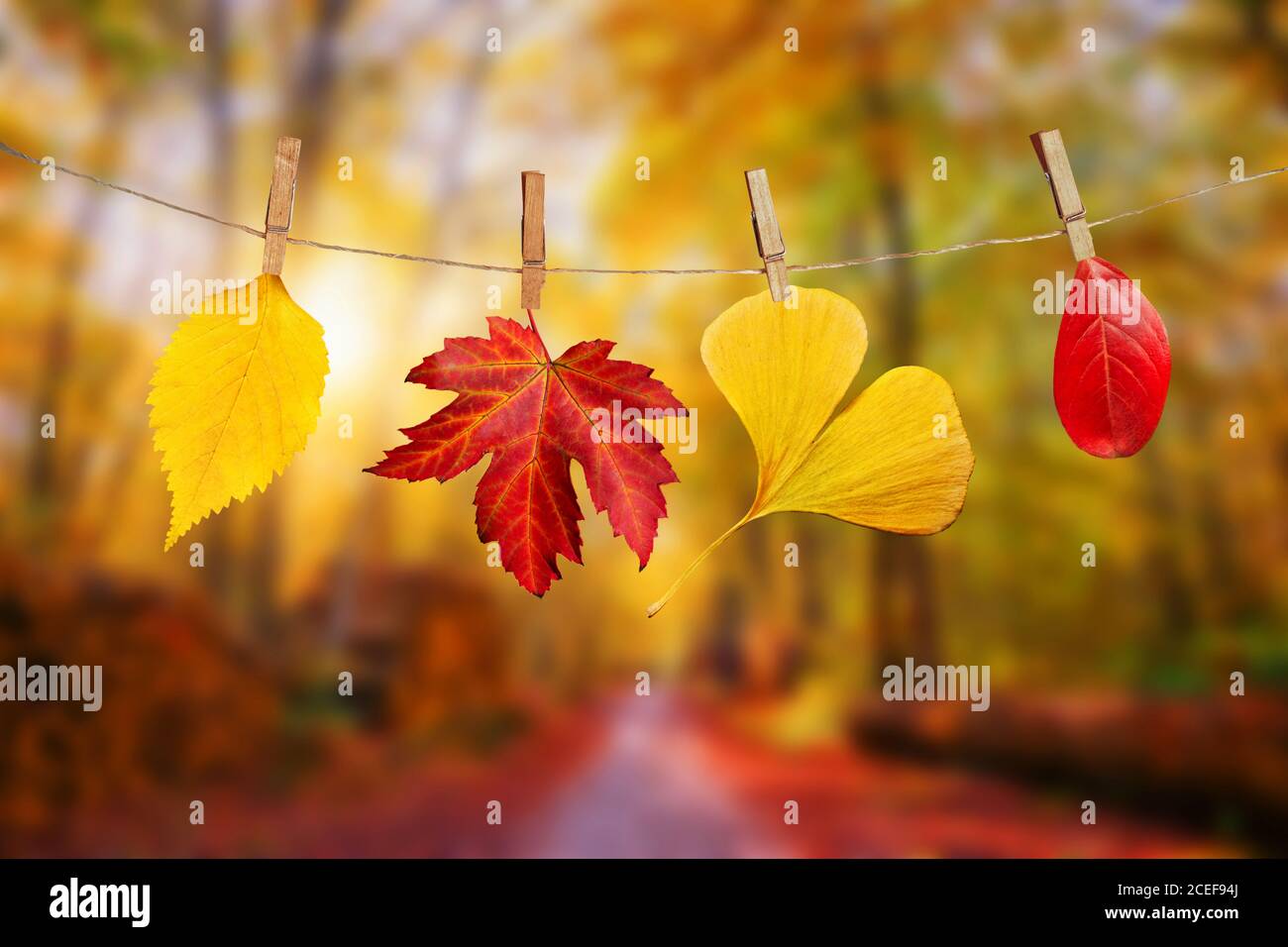 Vier Herbstblätter hängen auf Wäscheklammern an einem Seil, fallen Wald Landschaft Hintergrund Stockfoto