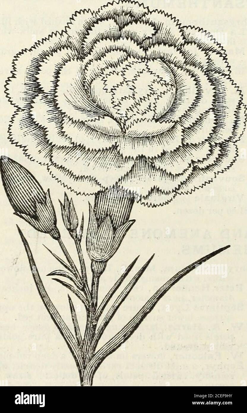 . John Saul's Washington Baumschulen Katalog der Pflanzen für den Frühling 1888. , trockenes, sonniges Wetter, wenn so viele unserer anderen Pflanzen leiden. Sie gedeihen in Lfantana, aurantiaca, schöne Orange.Bayard (neu). 20 Cent. Comtesse de Morny, gelb, Wechsel zu Rose.crocea Superba, orange und red.Comtesse de Biencourt, brignt Rose und orange Zentrum.Unterscheidung, reich orange gelb, Fading into Rose.Fabiola, Rose, gelb und orange. Lantana, Innocence, reinweiß, Zwerghabit.Jean Bart, i>uff und purpurrot.Le Lis, eine hübsche Zwergsorte, Blüten weiß.Ninus, gelb, Wechsel zu rosa.Prinzessin Louis Stockfoto