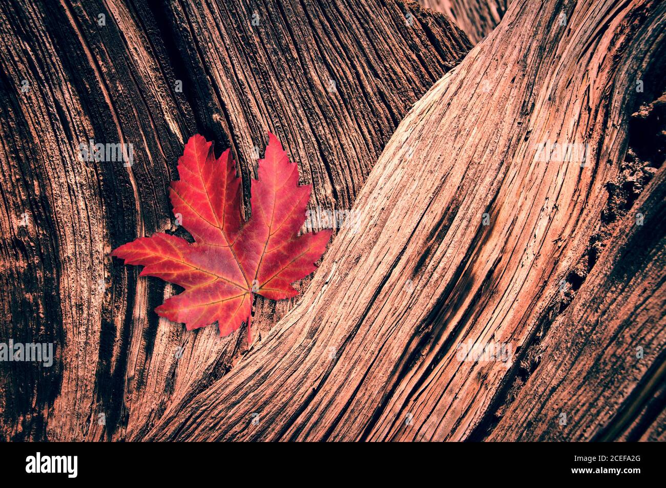 Rotes Ahornblatt auf Holz Stamm Hintergrund im Herbst Stockfoto