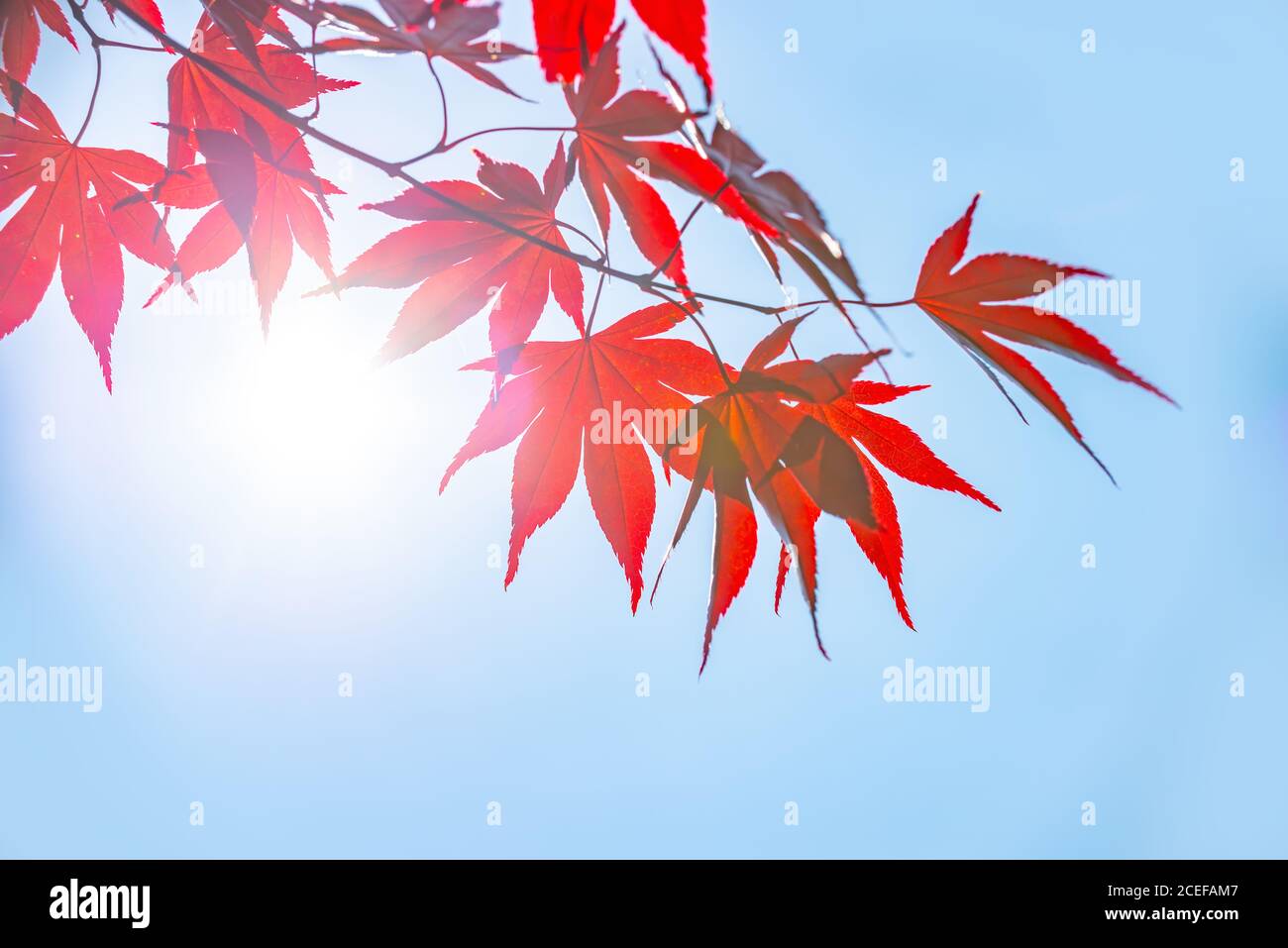Sonne und rote bunte Herbstahornblätter, Herbstkonzept Stockfoto