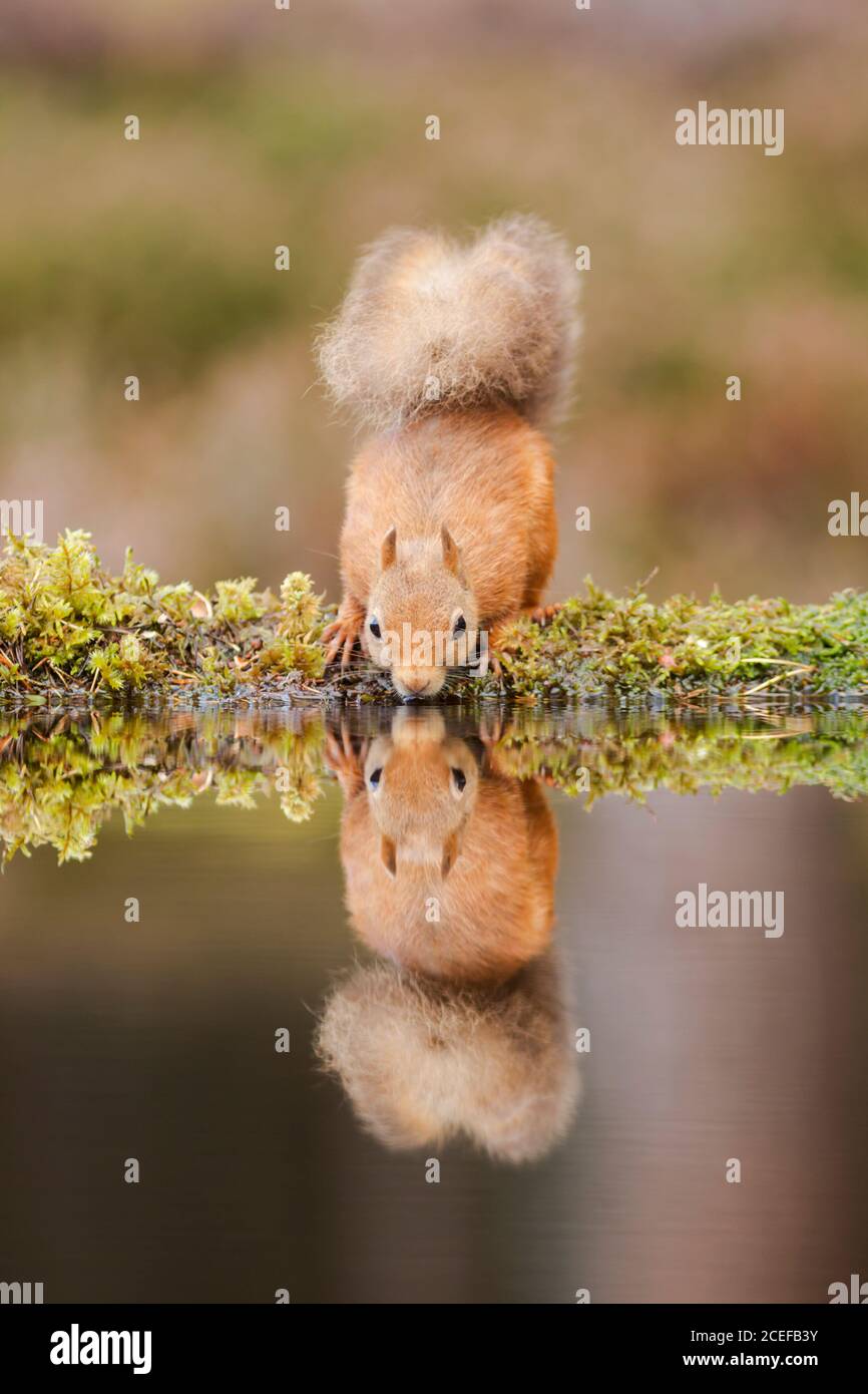 Eurasisches Rothörnchen (Sciurus vulgaris) Trinken am Rande eines kleinen Pools und reflektiert Im Wasser Stockfoto