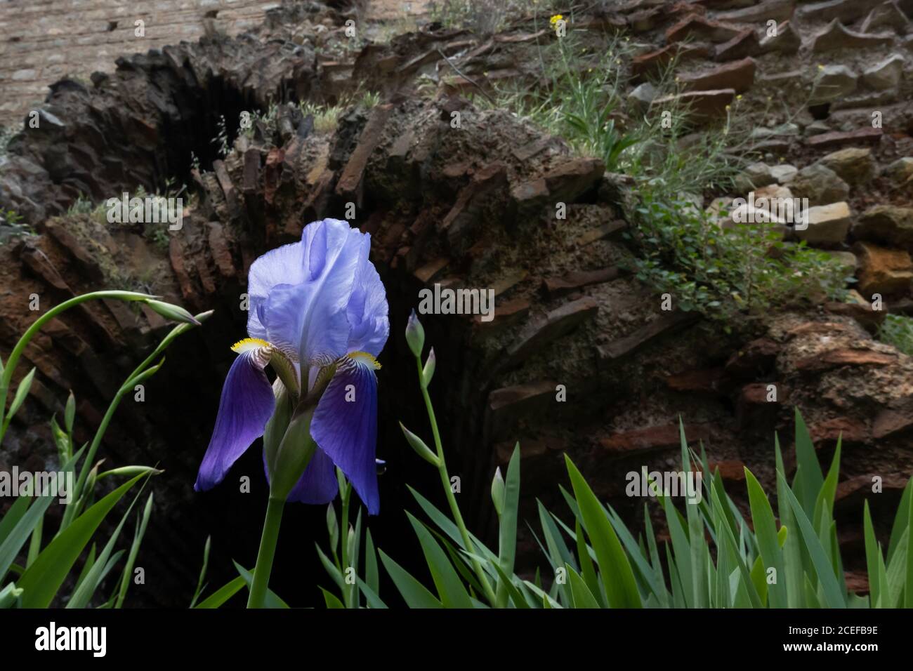 Purple Iris gegen einen alten römischen walli Stockfoto