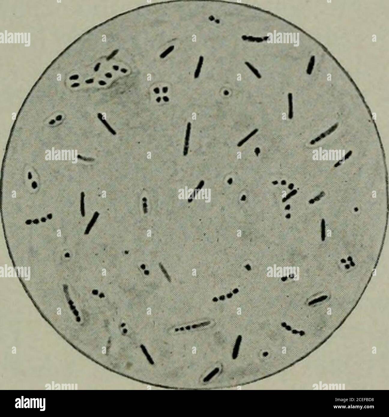 Bifidus bacteria -Fotos und -Bildmaterial in hoher Auflösung – Alamy