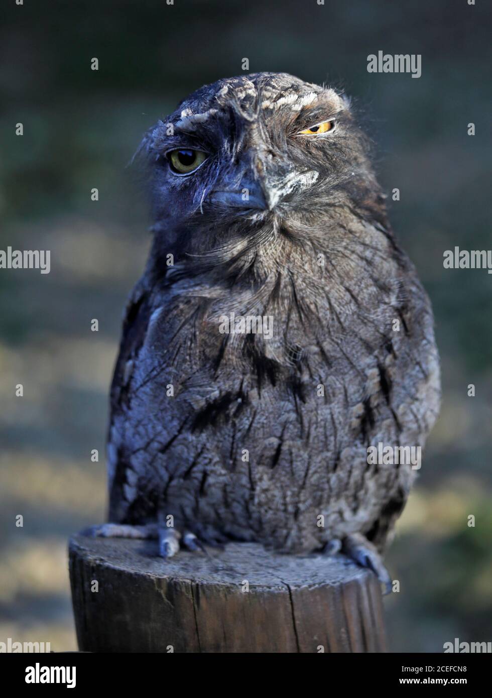 Tawny Frogmouth (ein Strigoides) Stockfoto