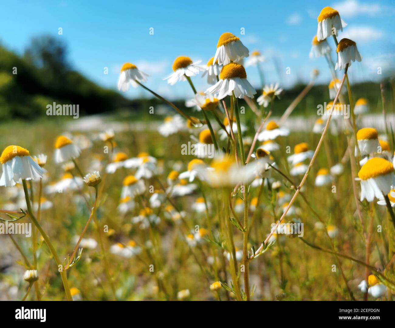 Kamillen auf einem Hintergrund des blauen Himmels Stockfoto