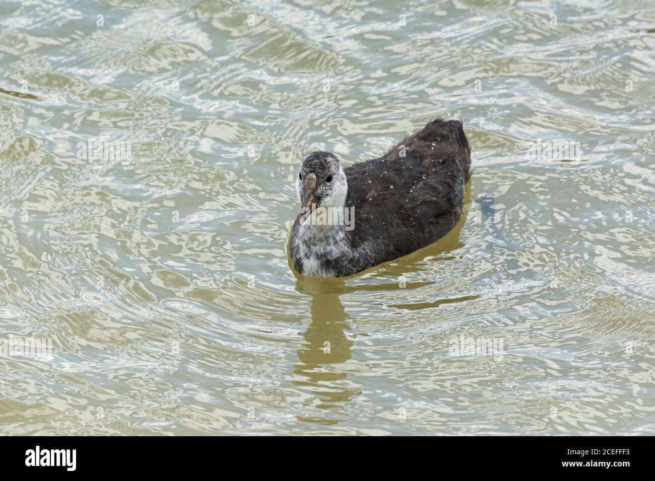 Ein Jugendhuhn (Fulica atra atra) schwimmend auf einem See Stockfoto
