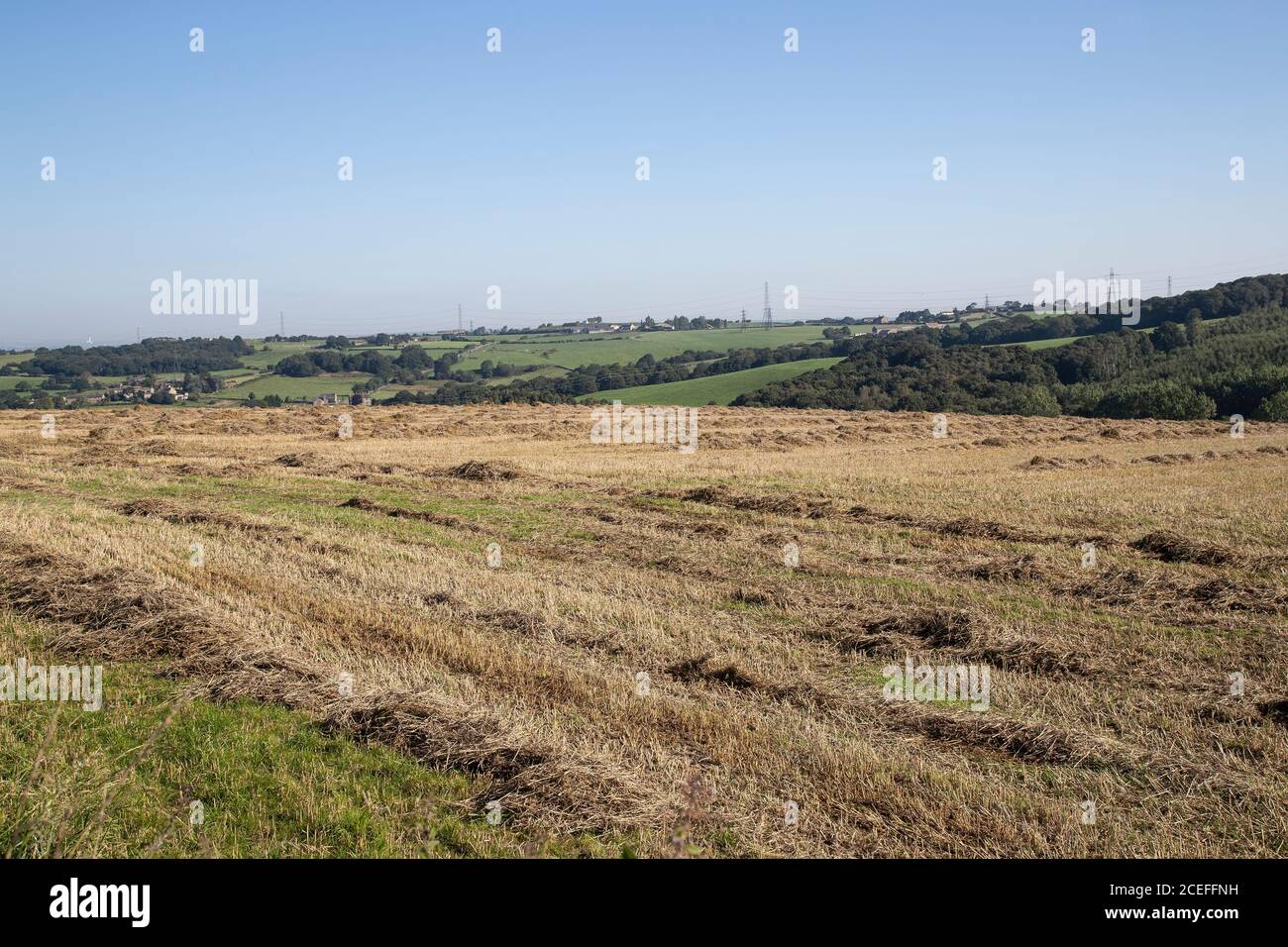 Ein Feld von neu gemähtem Heu ordentlich in Reihen gelegt Und warten, gesammelt und nach dem Trocknen auf geballen zu werden Eine Yorkshire Farm im Spätsommer Stockfoto