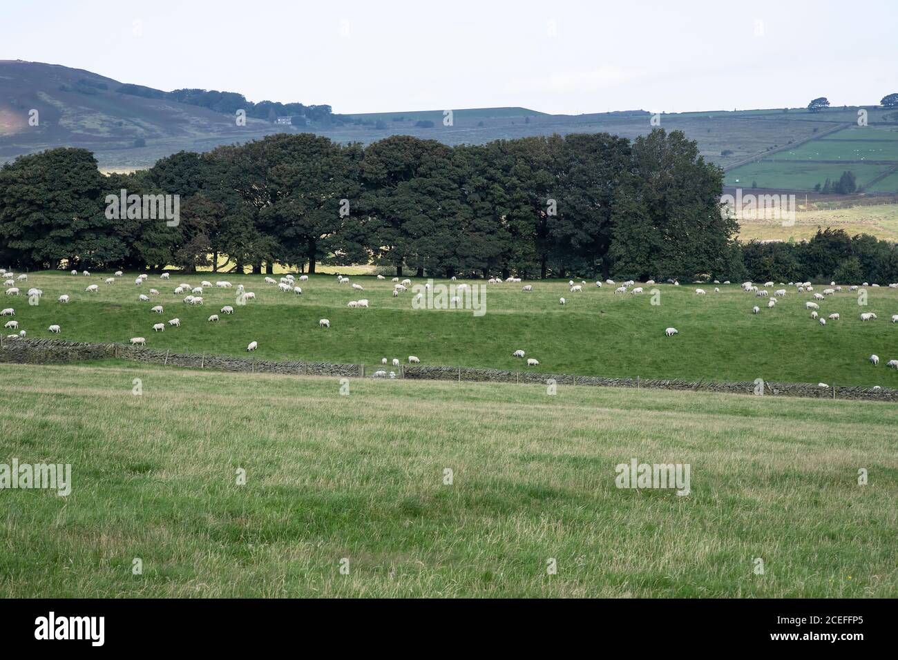 Eine große Herde Schafe Ovis widder auf der Farm Weide Land an den Ausläufern der Pennine Hügel und innerhalb Der Peak District National Park im Sommer Stockfoto