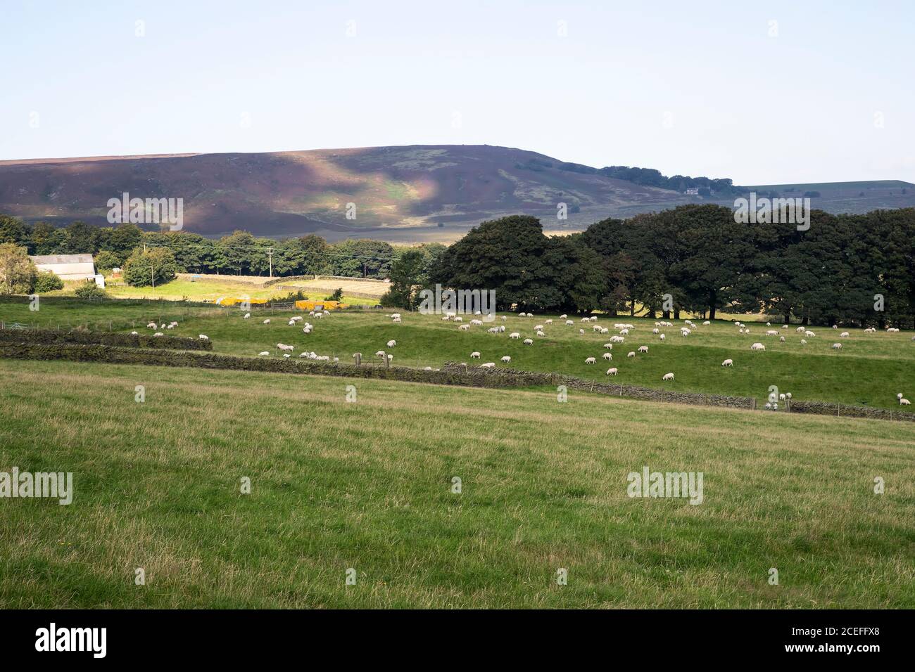 Eine große Herde Schafe Ovis widder auf der Farm Weide Land an den Ausläufern der Pennine Hügel und innerhalb Der Peak District National Park im Sommer Stockfoto