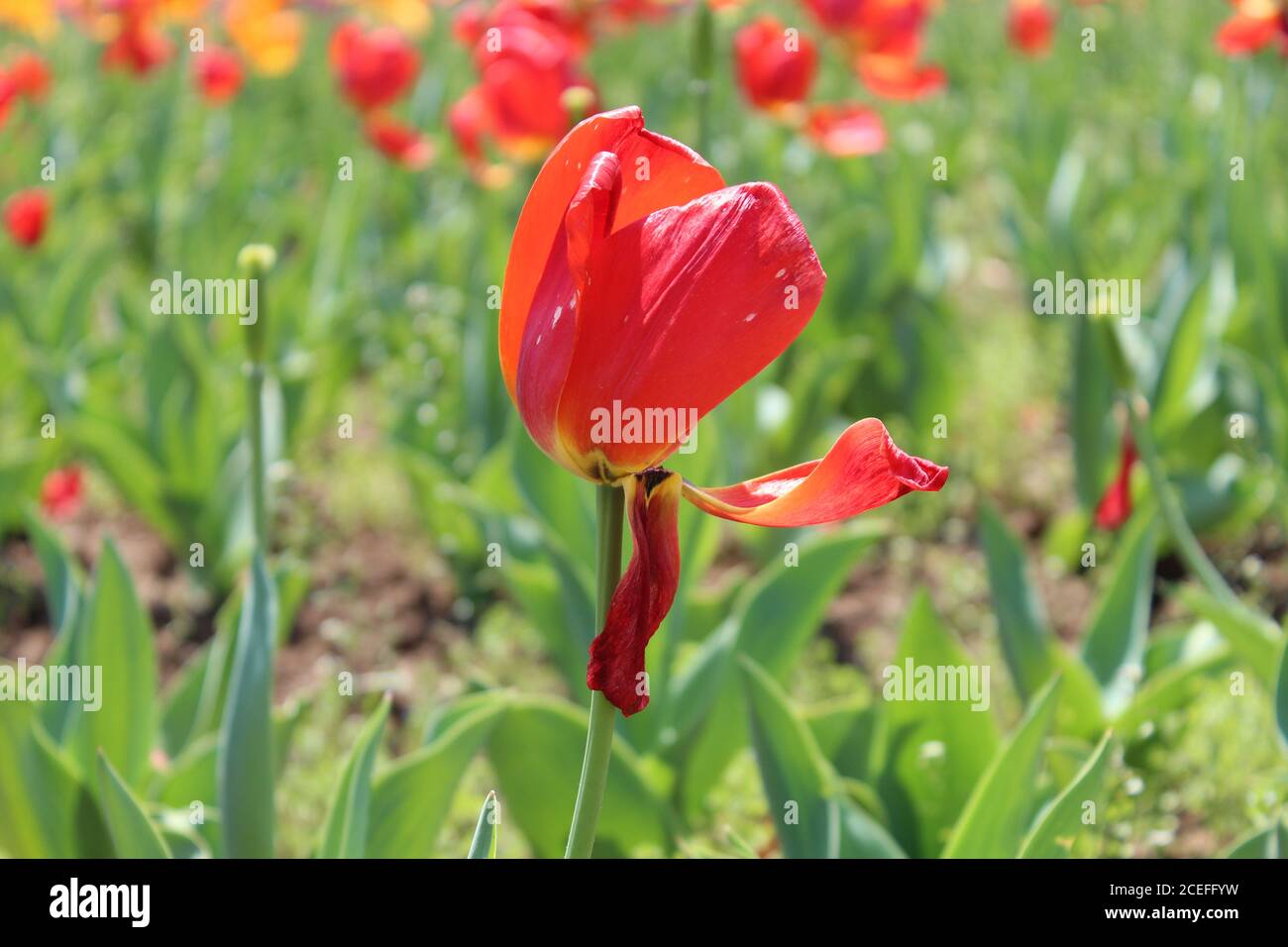 Rote Tulpenblume im Garten Stockfoto
